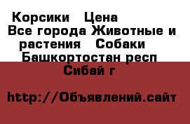 Корсики › Цена ­ 15 000 - Все города Животные и растения » Собаки   . Башкортостан респ.,Сибай г.